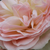 Blanche-rose - Rosiers floribunda - Pastella®